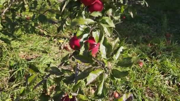 Κλάδος Μηλιάς Κόκκινα Μήλα Στον Οπωρώνα — Αρχείο Βίντεο