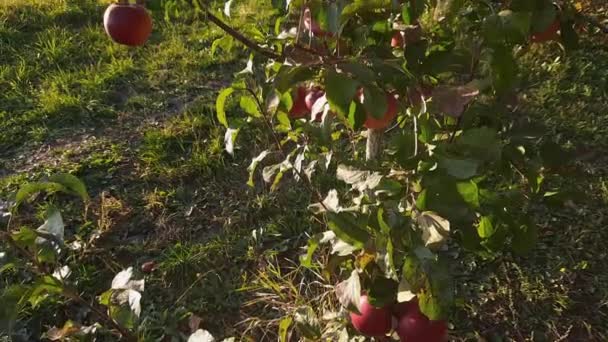 Jonge Appelboom Met Rode Appels Boomgaard Met Achtergrondverlichting — Stockvideo