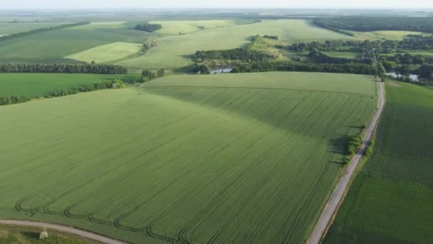 未熟な緑の作物を持つフィールドの空中ビュー — ストック動画