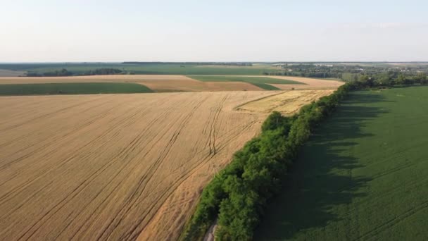 Aerial View Unripe Agricultural Fields Dirt Road — Stock Video