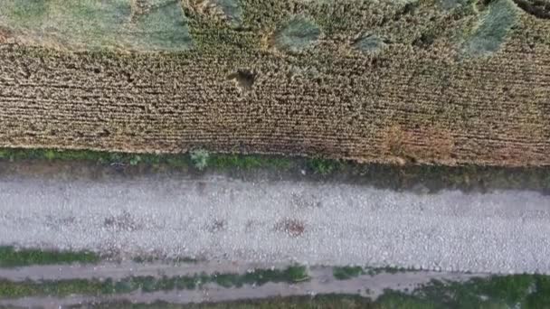 Campo Trigo Inmaduro Carretera Rural Vista Vertical Aérea Hacia Abajo — Vídeo de stock