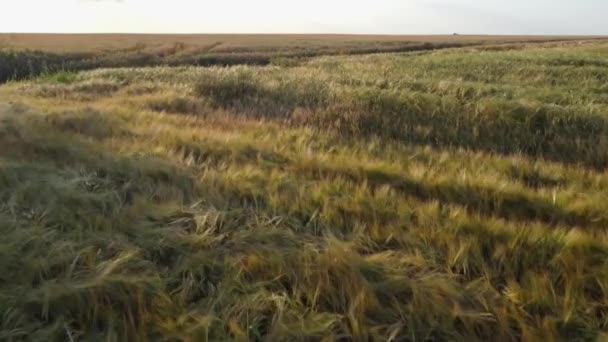 Unripe Wheat Barley Fields Dirt Road Aerial View — Stock Video