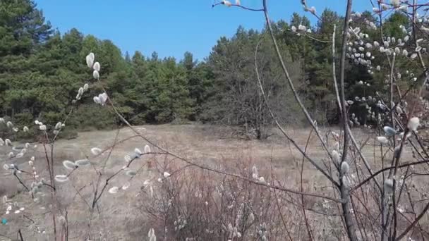 버드나무 배경에 꽃차례들 — 비디오
