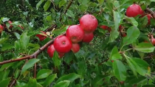 Rote Äpfel Ast Obstgarten Bei Regenwetter — Stockvideo