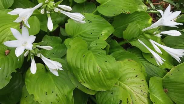 Hosta Flores Sobre Fondo Hojas Vista Superior — Vídeo de stock