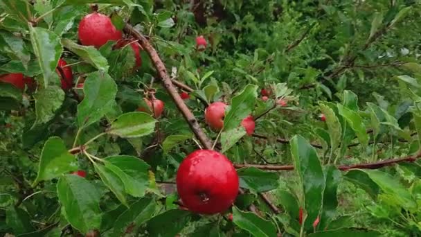 Pommes Rouges Sur Branche Dans Verger Par Temps Pluvieux — Video