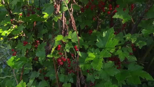 夏天的早晨 一丛丛红醋栗被露水覆盖着 — 图库视频影像