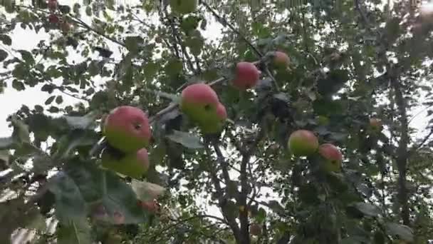 Tak Van Appelboom Met Rode Appels Tegen Lucht Verlicht — Stockvideo