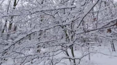 Kış ormanında yeni yağmış karla kaplı ağaç dalları.