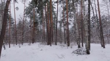 Bir kar yağışı sırasında ormandaki yüksek çam ve huş ağaçları