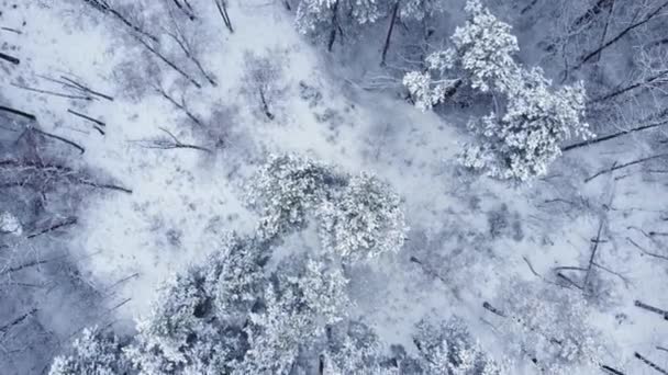 Vinter Tall Och Lövskog Antenn Vertikal Ner — Stockvideo