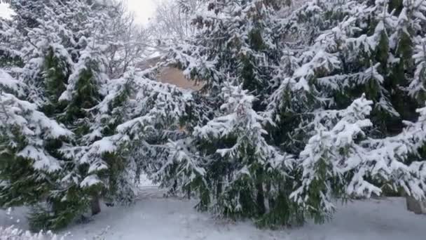 Świerki Parku Zimowym Pokryte Świeżo Spadającym Śniegiem — Wideo stockowe
