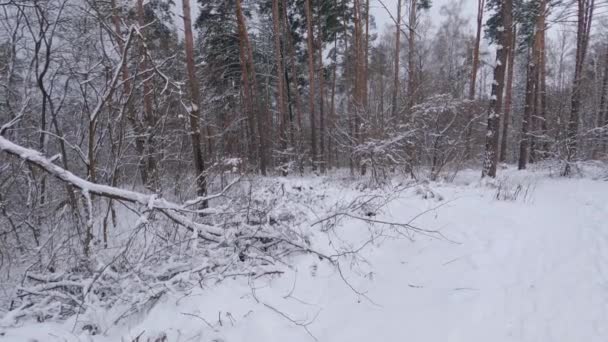 Секція Зимових Сосен Листяних Лісів Під Час Снігопадів — стокове відео