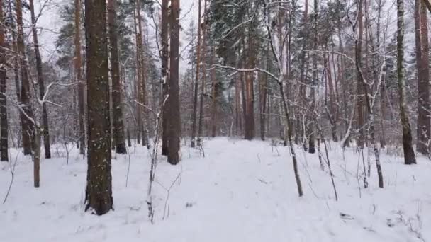 Sekcje Sosny Zimowej Lasów Liściastych Podczas Opadów Śniegu — Wideo stockowe