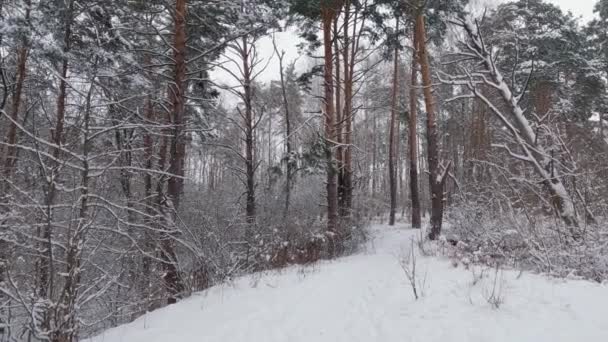 Старі Сосни Лісі Проти Хмарного Неба Під Час Снігопадів — стокове відео