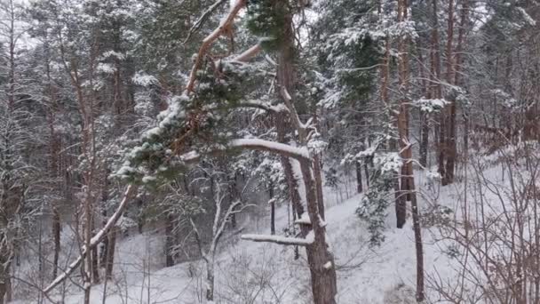 降雪期间的寒松和落叶林 — 图库视频影像