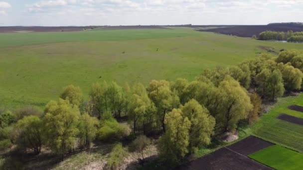 Маленькая речная долина, заросшая старыми ивами, вид с воздуха — стоковое видео