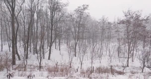 Секція Зимового Парку Під Час Снігопаду — стокове відео