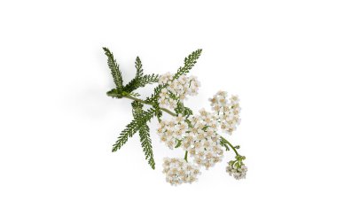 Çiçek yarığının kökü, kabartmalar ve beyaz arka planda yakın plan yaprakları, seçici odak noktasında üst görünüm