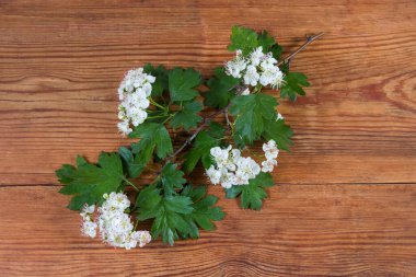 Çiçek açan dikenli atmacaların küçük bir dalı. Eski bir kırsal masada yeşil yapraklar, üst manzara.