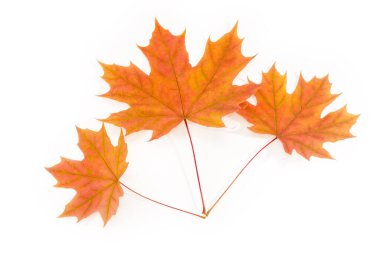 Beyaz arka planda üç parlak sonbahar akçaağaç yaprağı