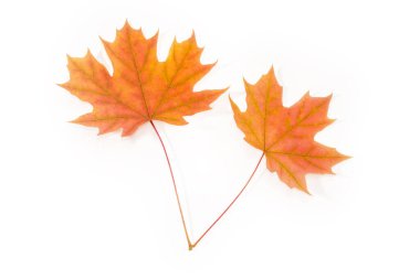 Beyaz arka planda iki parlak sonbahar akçaağaç yaprağı
