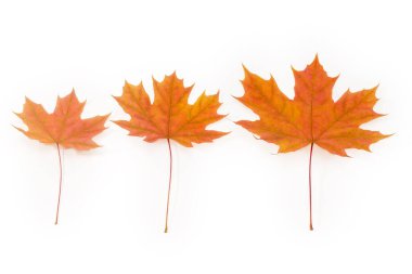 Beyaz arka planda üç parlak sonbahar akçaağaç yaprağı