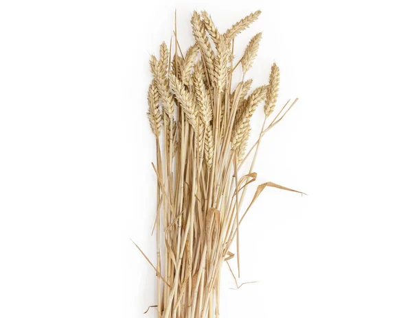 Sheaf Wheat Stems Ripe Ears White Background — Stock Photo, Image