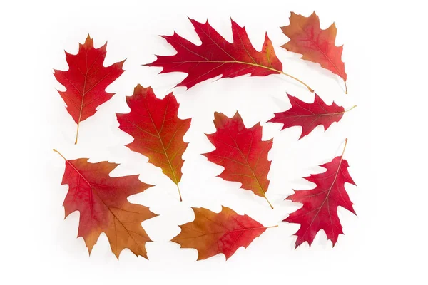 Fényes Őszi Levelek Vörös Tölgy Fehér Alapon — Stock Fotó