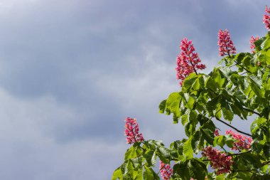 Çiçek açan kırmızı at kestanesinin dalları, fındıklı, bulutlu gökyüzünün arka planında yer alıyor.