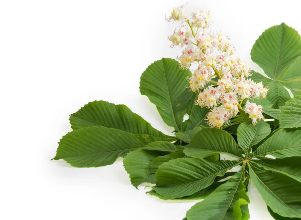 Branch Blooming Horse Chestnut Inflorescence Leaves Located Right White Background — Zdjęcie stockowe