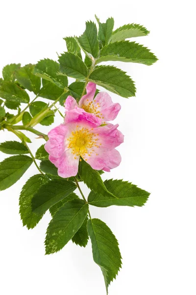 Rama Flor Salvaje Perro Rosa Con Flores Hojas Color Rosa — Foto de Stock