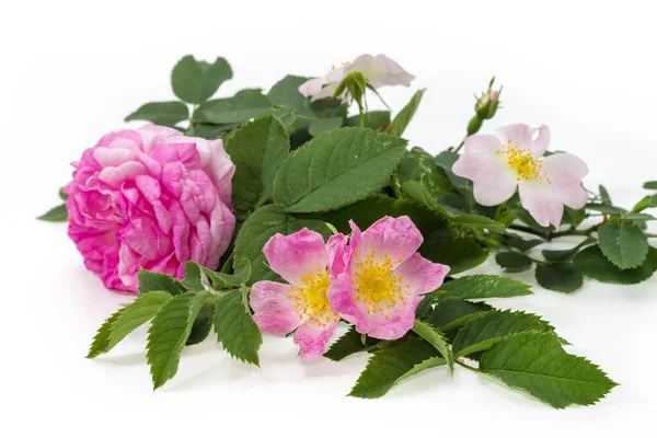 Ramas Rosa Perro Floreciente Rosa Borbónica Con Diferentes Flores Multicolores — Foto de Stock