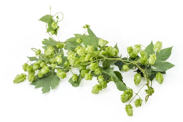 Intertwined Stems Hops Seed Cones Leaves White Background — Photo
