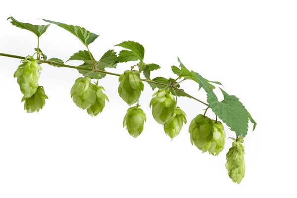 Stem Hops Seed Cones Leaves White Background — Photo