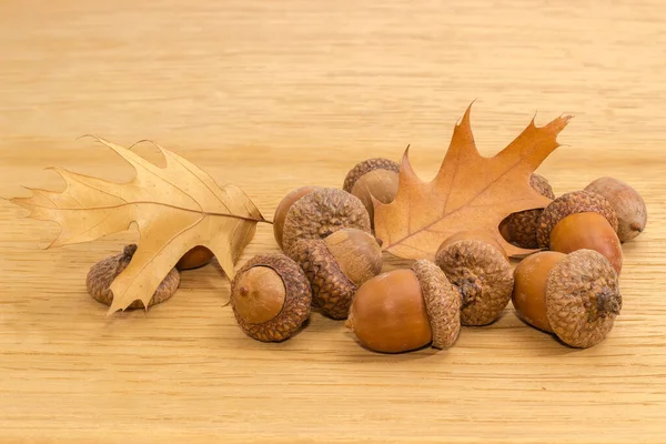 Ripe Acorns Red Oak Cuplike Cupules Autumn Oak Leaves Surface — Stok fotoğraf