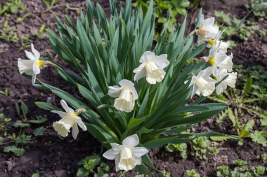 Çiçek açan narsislerin çalıları beyaz taç yaprakları ve çiçek tarhında büyüyen beyaz trompet şeklindeki korona