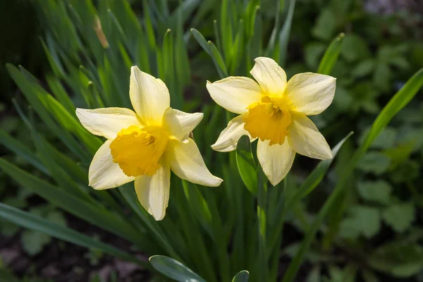 Two Flowers Cultivated Narcissus Yellow Petals Yellow Trumpet Shaped Corona — Foto de Stock