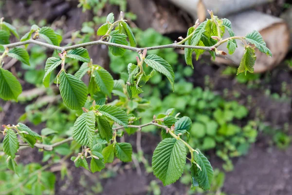 春の若い葉を持つエルムの木の枝は ぼやけた背景にあり 選択的な焦点でクローズアップ — ストック写真