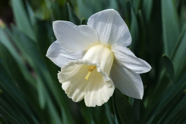 Flower Cultivated Narcissus White Petals White Trumpet Shaped Corona Center — Foto de Stock