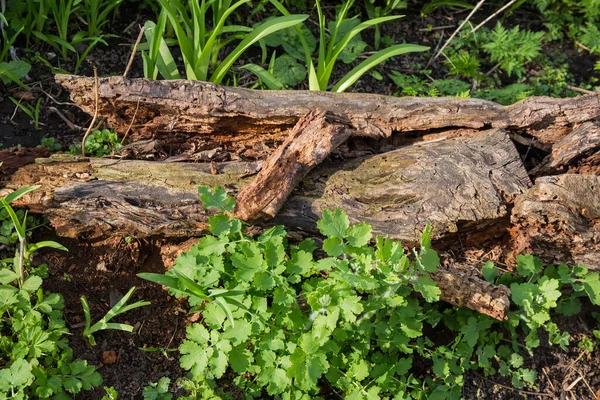 Restos Viejo Moldeado Tronco Agrietado Del Árbol Marchito Que Yace — Foto de Stock