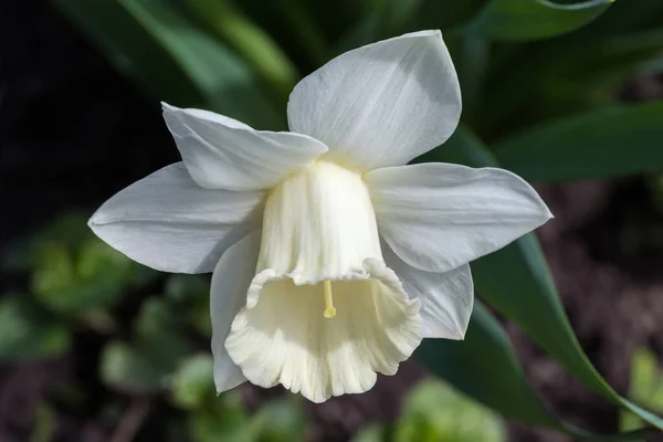 中央に白い花弁と白いラッパ状のコロナを持つ栽培されたナルシスの花 選択的焦点でクローズアップ — ストック写真