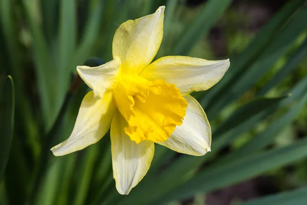 Flower Cultivated Narcissus Yellow Petals Yellow Trumpet Shaped Corona Center — Foto de Stock