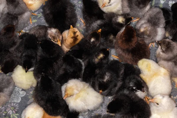 Black Yellow White Little Recently Hatched Chicks Box Top View — Stock fotografie