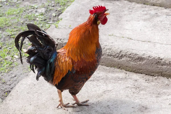 Crowing Red Rooster Black Feathers Tail Reared Outdoors Walk Farm — Stockfoto
