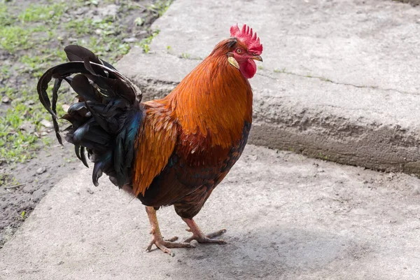 Red Rooster Black Feathers Tail Reared Outdoors Walking Farm Yard — Stockfoto