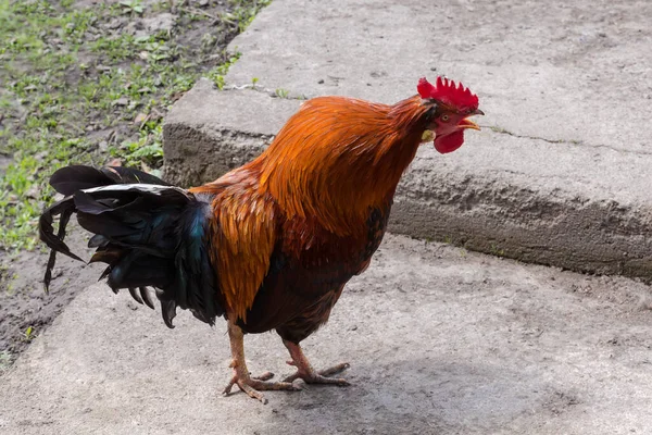 Crowing Červený Kohout Černým Peřím Ocase Choval Venku Během Procházky — Stock fotografie