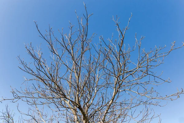 Top Part Walnut Tree Beginning Foliage Bloom Background Clear Sky — стоковое фото