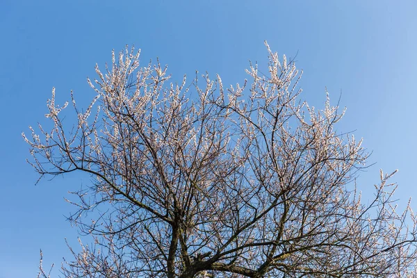 春天里 在晴朗的天空背景上 盛开的老杏树的顶部 — 图库照片