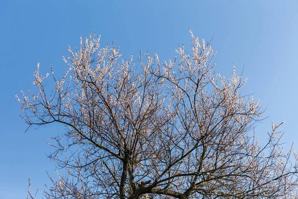 Top Part Flowering Old Apricot Tree Background Clear Sky Springtime — стоковое фото